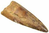 Fossil Spinosaurus Tooth - Real Dinosaur Tooth #249508-1